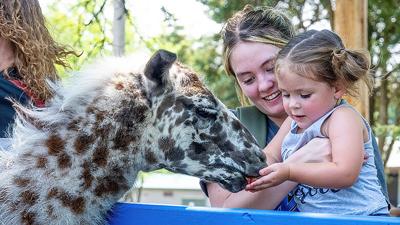 Brenley Parish, 2, of Festus feeds a llama with help from her aunt, Gracie Friedmeyer, at the petting zoo during the 2023 Twin City Firecracker Festival.