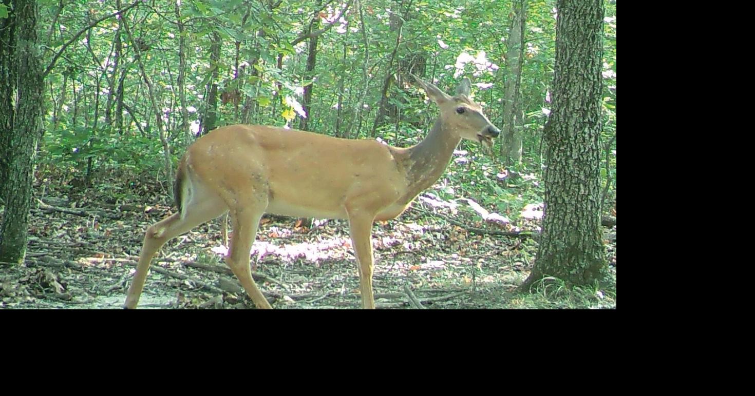 OUTDOORS: Deer hunting changes respond to public opinion