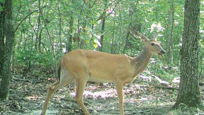 deer
