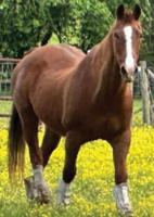 Pet Spot: Horse named Checkers still around at age 32