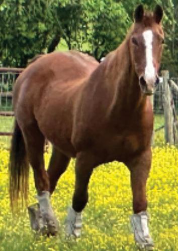 Pet Spot: Horse named Checkers still around at age 32