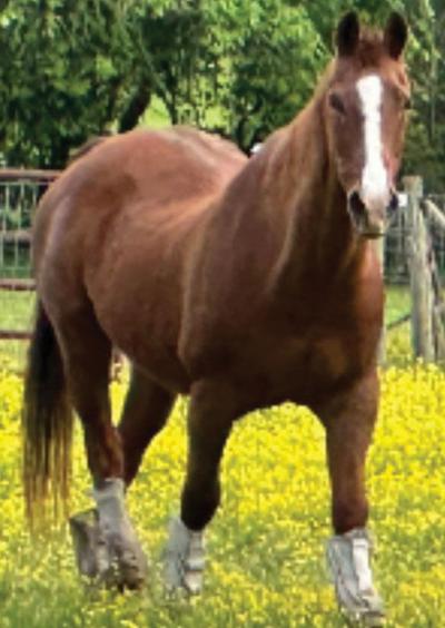 Pet Spot: Horse named Checkers still around at age 32