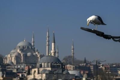 Seagulls are omnipresent in Istanbul