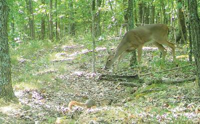 deer