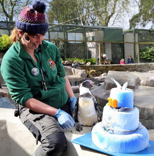 World’s oldest Humboldt penguin turns 38 with cake and favourite snacks