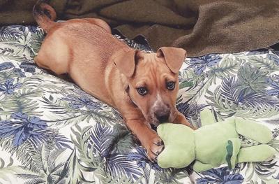 Athena loved this toy, but tore it up anyway.