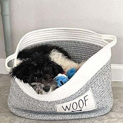 Pet Spot: Sheepadoodle Scout can be hard to locate