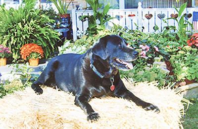 Joanne Middleton of Arnold said Mack, her late Labrador, was laid-back.