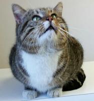 Pevely Animal Control has ‘fat-cheeked’ domestic lynx for adoption