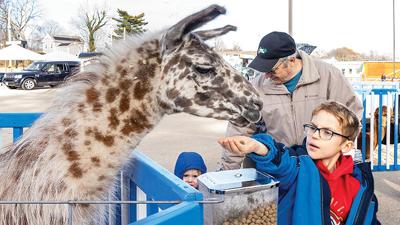 Charlie Renner, 7, of Festus offers food to a llama at the Festus WinterFest last year.