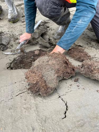Ancient squirrel droppings reveal “remarkable” details about Arctic’s history