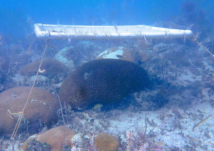 Underwater umbrellas could protect coral reefs from heat damage