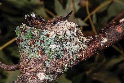 hummingbird