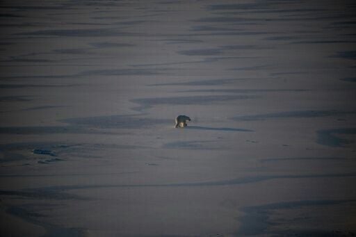 Many species, not least polar bears, depend on sea ice to breed and feed.