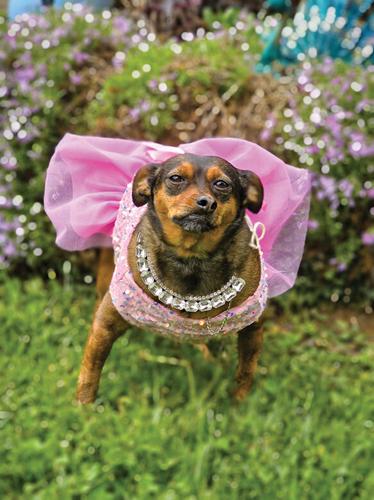 Pet Spot: Noodle does not object to dressing up