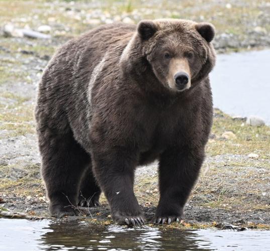 Fat Bear Week returns to pick Alaska’s bulkiest bear