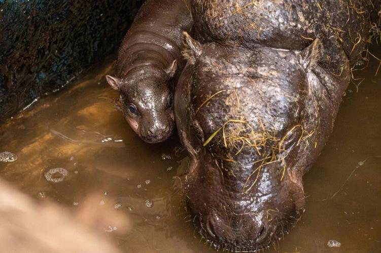 Baby pygmy hippo explores pool in first ever swim