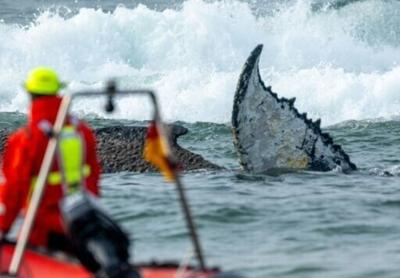 The stranded whale was said to be weak, with its health deteriorating, according to conservationists