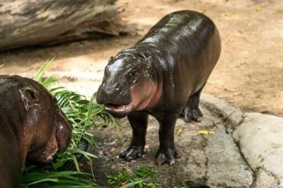 A Thai court has fined a man $300 after he broke into the enclosure of Moo Deng, an endangered baby pygmy hippo and internet sensation