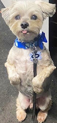 TeddyBear frequently stands on his hind legs to get attention, his owner, Tina Crismon said.