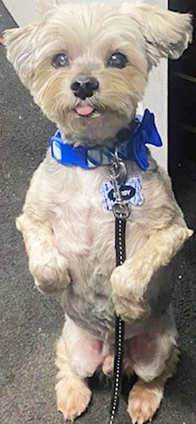 TeddyBear frequently stands on his hind legs to get attention, his owner, Tina Crismon said.