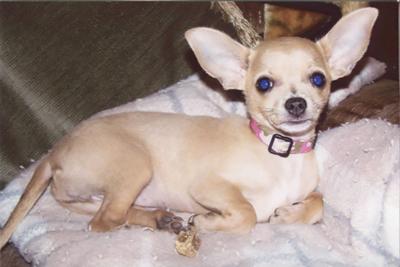 Carl Zavorka of Hillsboro sent in this photo of his Chihuahua