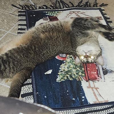 Pet Spot: Tigger the cat great at climbing