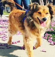 Seeking Pet Spot photos