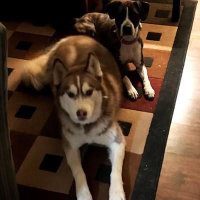 Marissa Ashabranner of De Soto sent in this photo of her dogs, Bear and Lily.