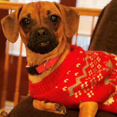 Roxi wears her Christmas sweater during the 2021 Christmas season.