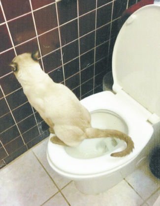 Candilee Jackson's cat, Thelonius