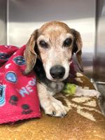 Pet Spot: Grampa the dog an older adoption