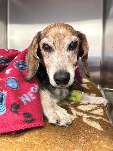 Pet Spot: Grampa the dog an older adoption