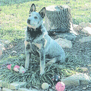 Dave Boyer's blue heeler, Bel Air