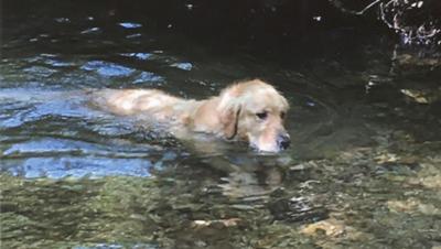 Paula McBurnett's dog, Leon Goldenbear, loves water.
