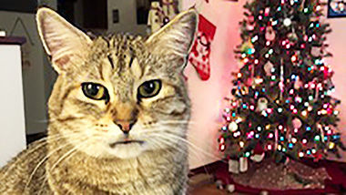 Kim Hafley of Pacific sent in this photo of her cat, Maggie, who loves bird watching.