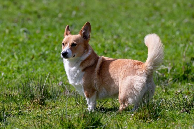 Meet Britain’s most unlikely sheepdog – a 25 cm tall Corgi