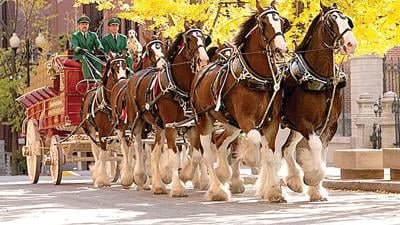 The famous Clydesdale eight-horse hitch will travel down Main Street in a Budweiser Folds of Honor parade on July 23.