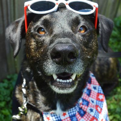 “Pet spot-Oswald the All-American dog” is in photo folder is in Website-Pet Spot folder – Emily Lay of Crystal City said her dog, Oswald, doesn’t mind getting dressed up for special occasions.