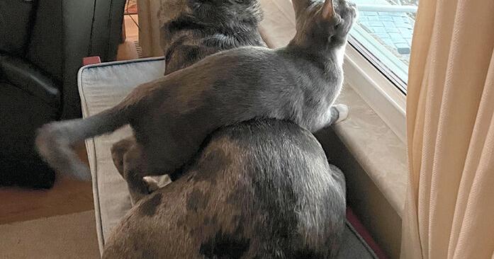 Pet Spot: Dog, cat share the view out of window
