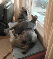 Pet Spot: Dog, cat share the view out of window