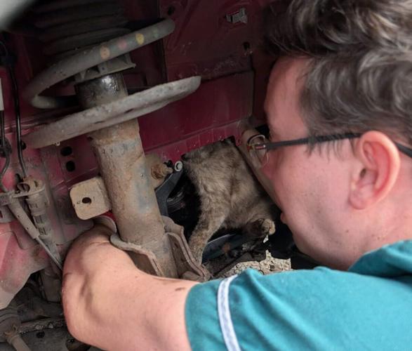Cat survives being trapped in car engine for eight hours thanks to heating system
