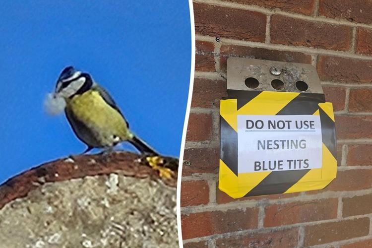 Blue tits nest inside pub’s ashtray