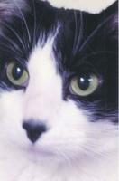 Chi-Chi, a tuxedo cat, has black, heart-shaped nose and loves to eat pineapple