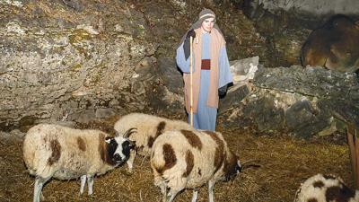A Windsor Baptist Church member dressed as a shepherd watches over sheep at the nativity scene.