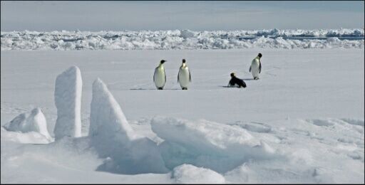 Antarctic sea ice is shrinking due to climate change