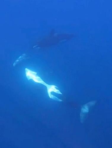 Orcas caught on camera ramming one of worlds heaviest fish so hard it exploded