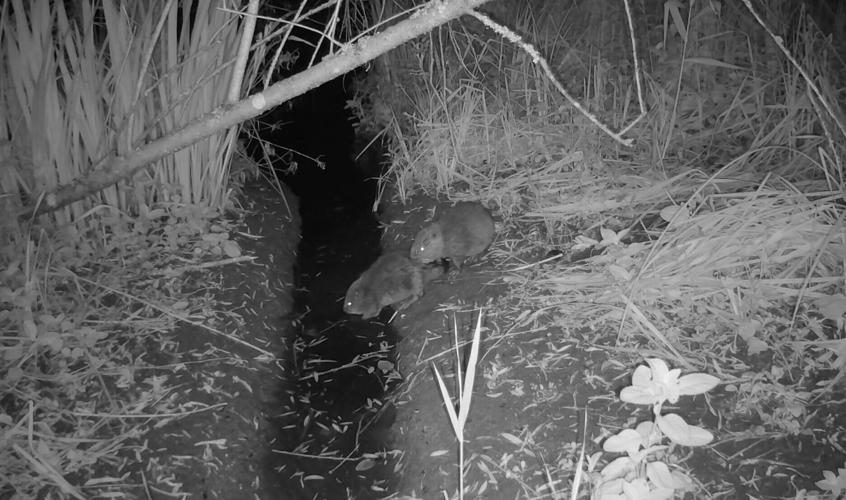 Beaver kits born in Norfolk for the first time in 500 years