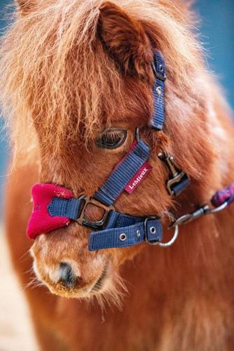 Tiny 28-inch-tall pony was so poorly he couldn’t stand – but now he is thriving