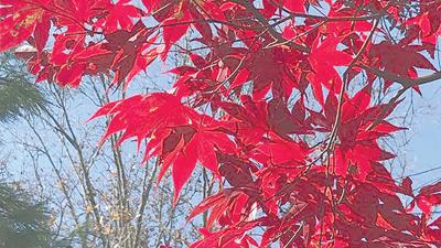 Japanese maple trees
